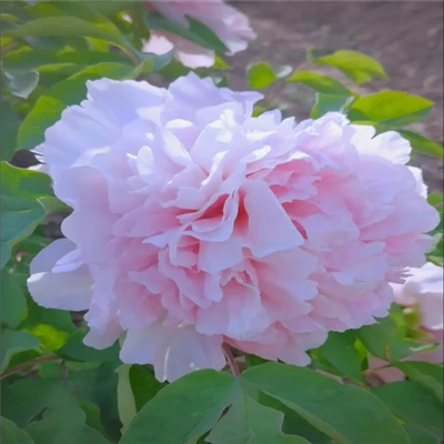 قايسى يېڭى كېسىلگەن گۈللەرنىڭ چېچەكلەش ۋاقتى ئەڭ ئۇزۇن؟