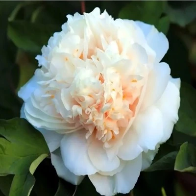 Paeonia Suffruticosa "ياۋ خۇاڭ"